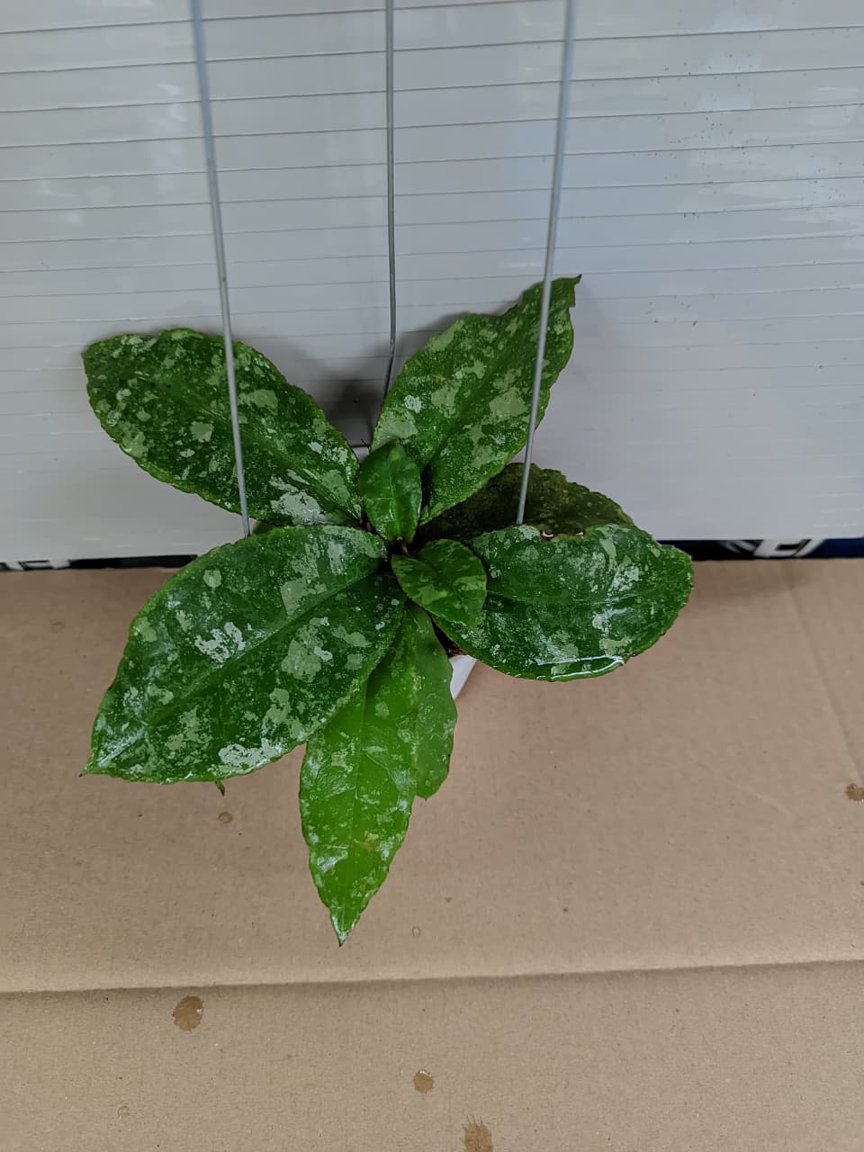 Hoya Undulata ‘Army’ – Wavy-Edged Hoya with Silver Camouflage Splashing