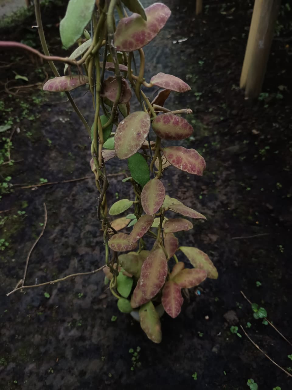 Hoya Waymaniae ‘Red’ – Dramatic Waymaniae with Deep Red Sun-Stressed Foliage