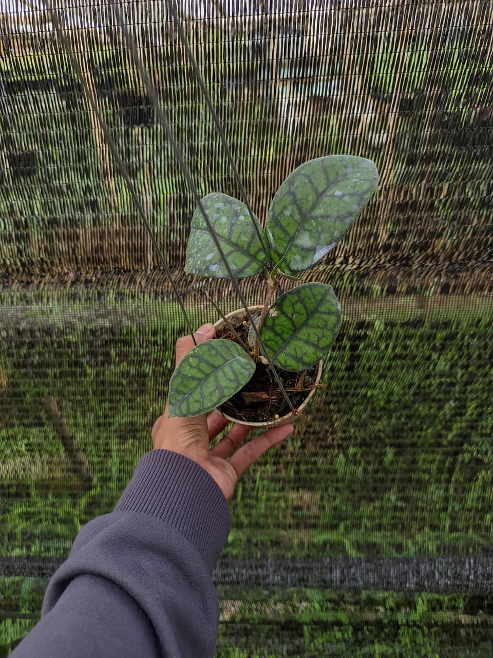 Hoya Callistophylla “Obsidian” – Dark Veined Hoya from Borneo