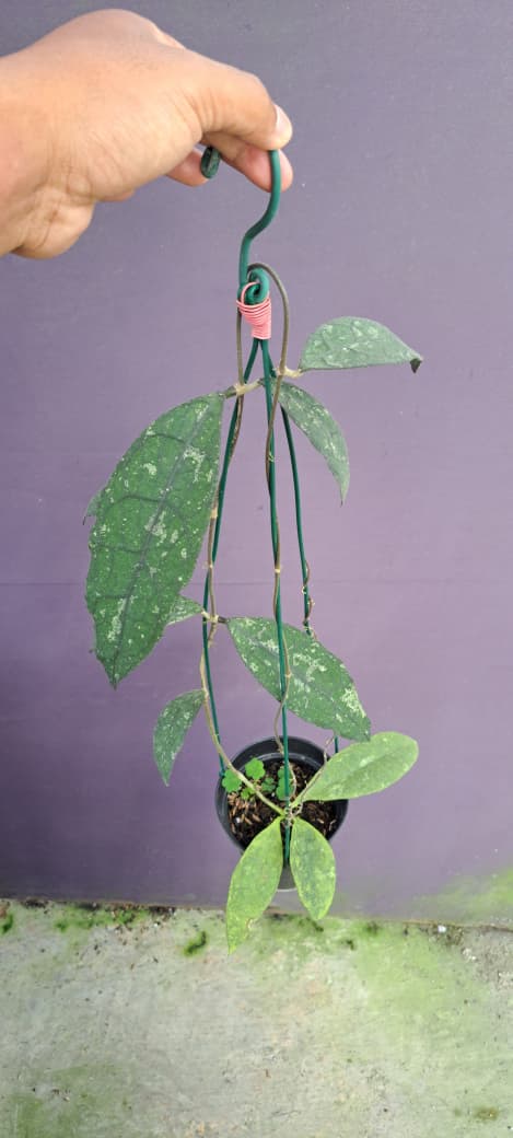Hoya Clemensiorum ‘Splash’ – Giant Veined Clemensiorum with Silver-Splashed Leaves