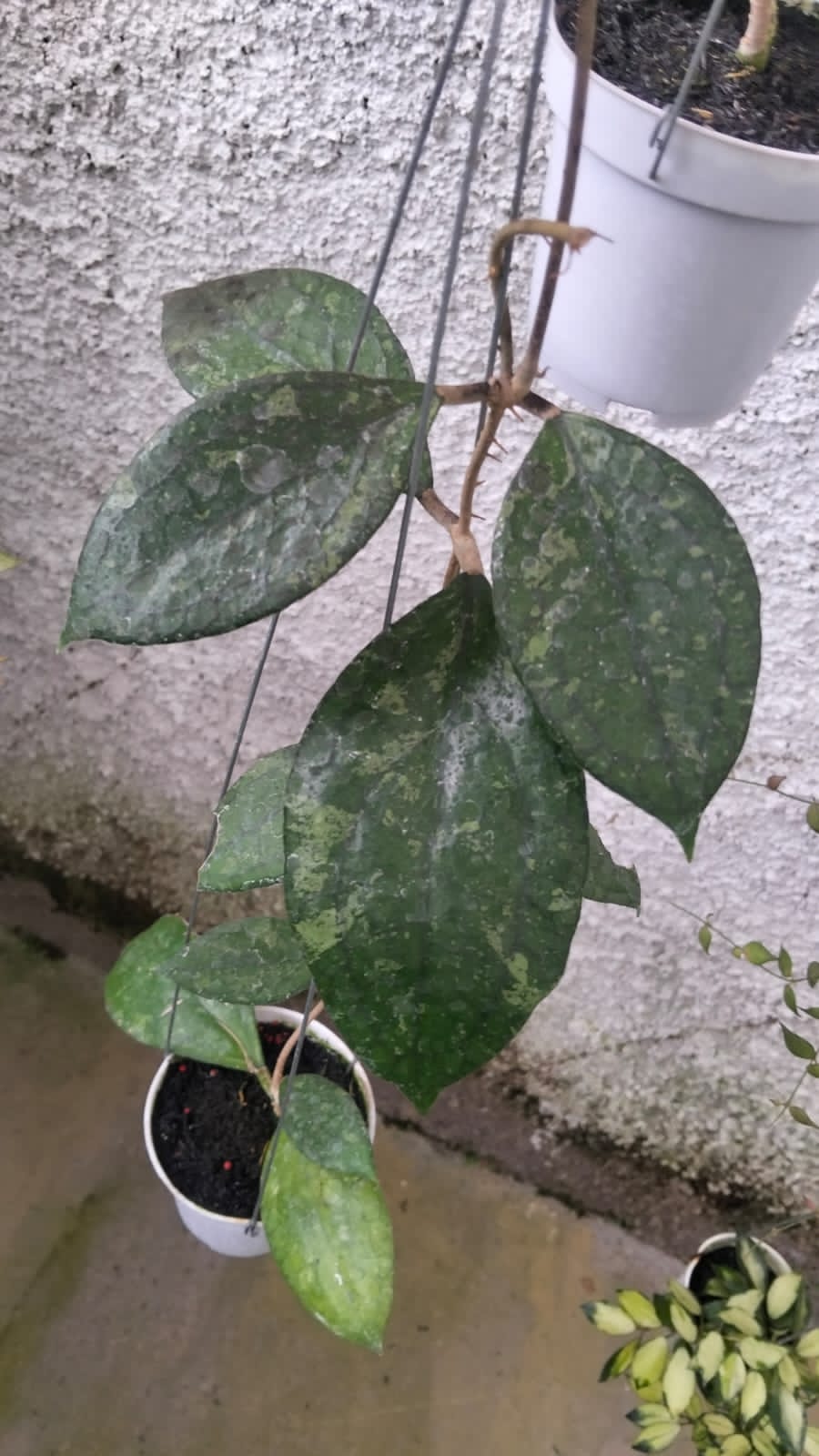 Hoya Vitellina sp. Cianjur ‘Splash’ – Large-Leaf Vitellina with Striking Silver Splash