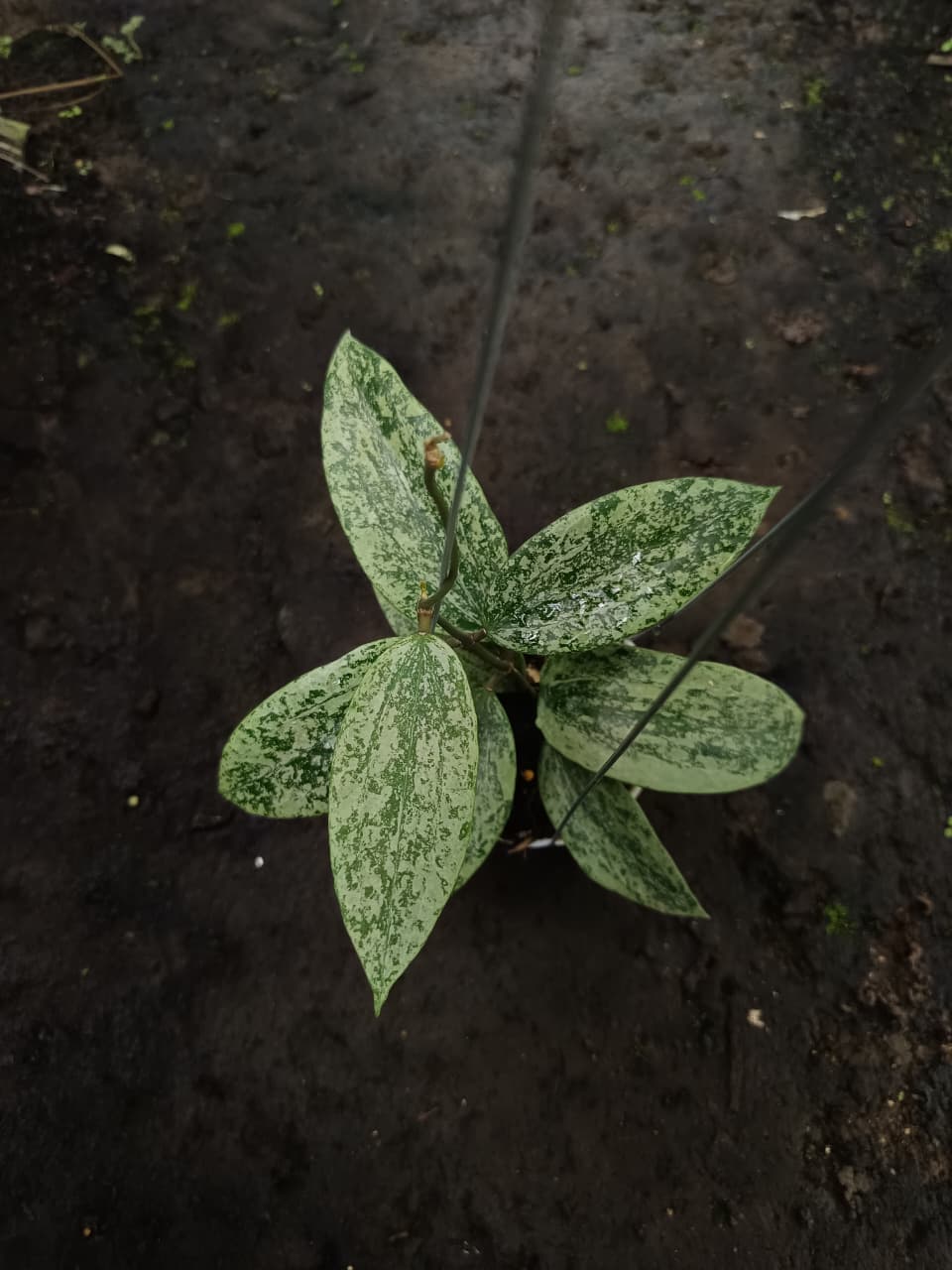 Hoya Rangsan ‘Silver’ – Rare Rangsan Hoya with Metallic Silver Foliage