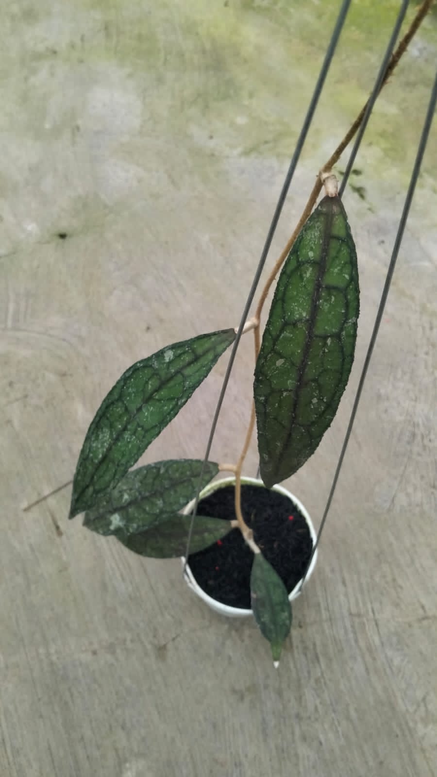 Hoya Clemensiorum sp. Aceh ‘Splash’ – Large-Leaf Aceh Clemensiorum with Silver Splash Foliage