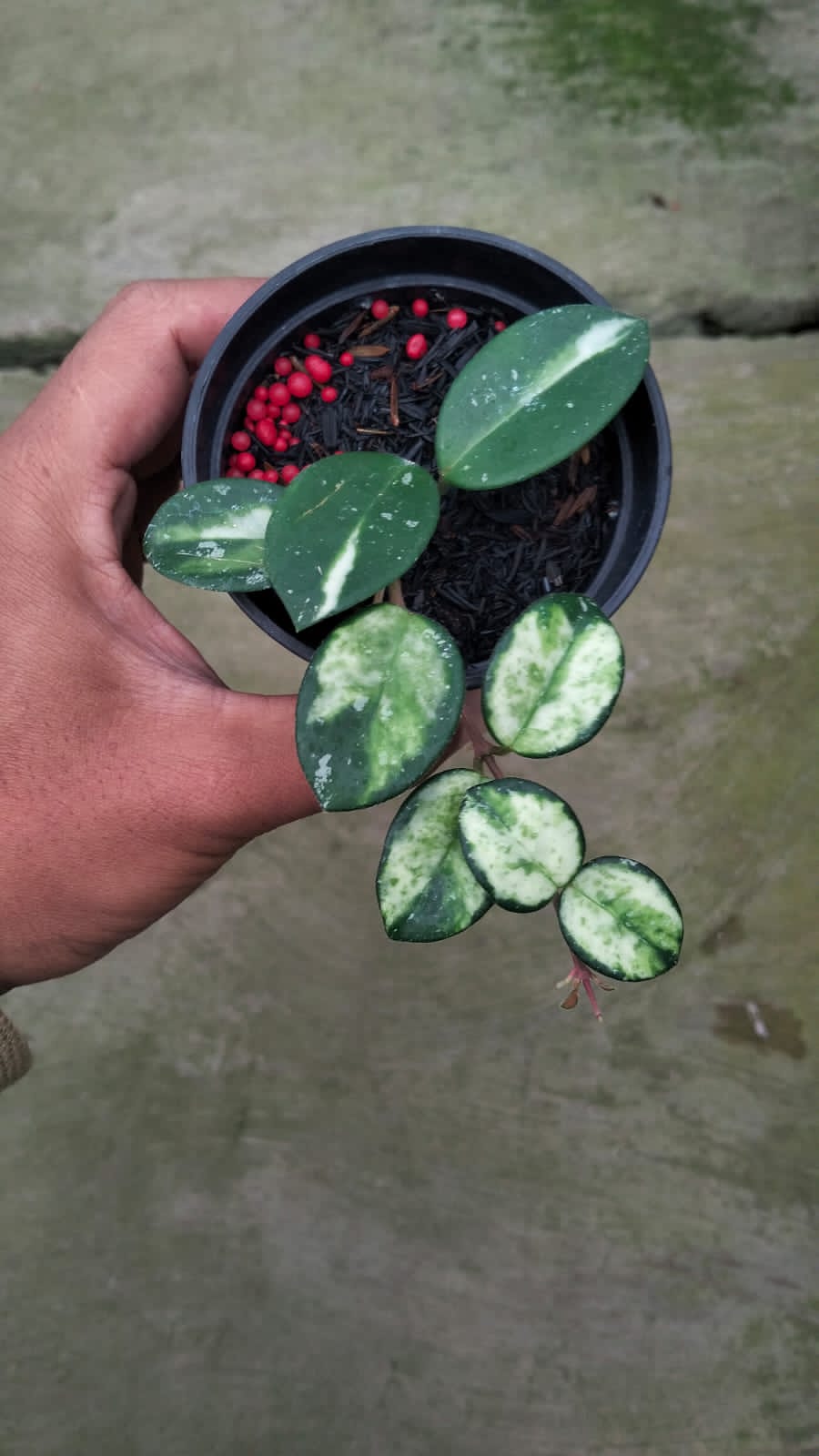Hoya Mathilde ‘Variegated’ – Compact Trailing Hoya with Creamy Variegated Leaves