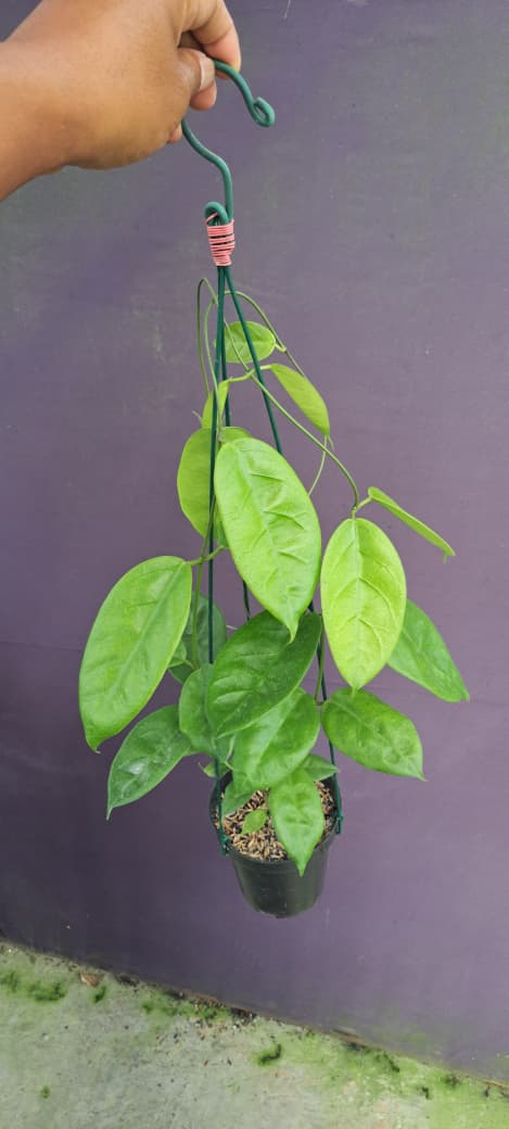 Hoya Piestolepis × Hoya Coriacea – Rare Hybrid Hoya with Thick Glossy Foliage