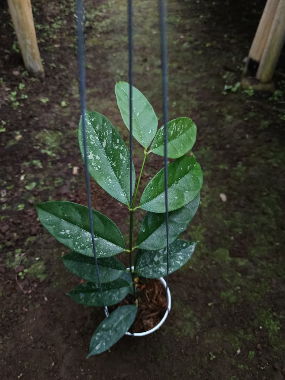 Hoya Campanulata ‘Splash’ – Rare Bell-Flower Hoya with Silver-Speckled Leaves