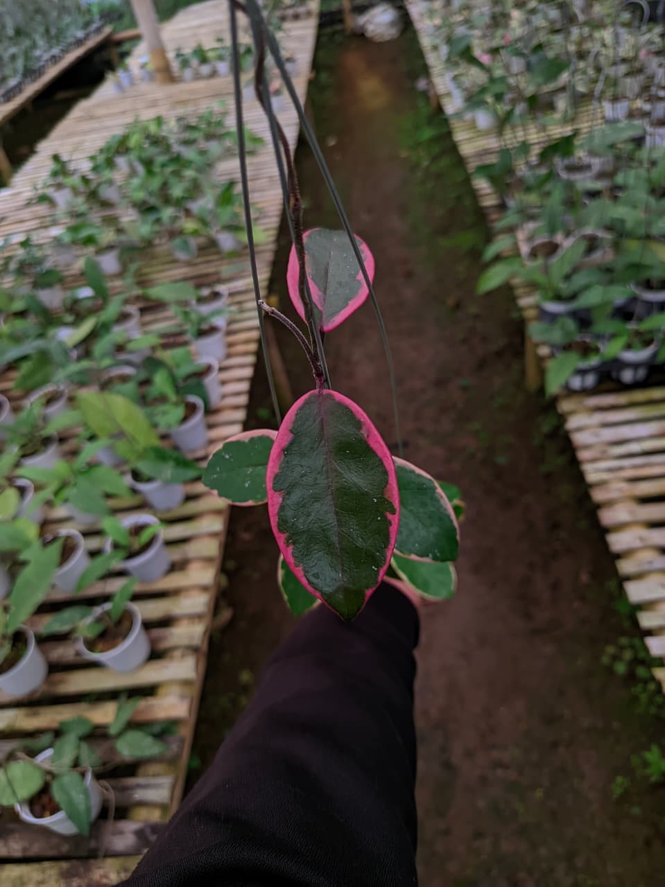 Hoya Carnosa ‘Pink Princess’ – Variegated Carnosa with Blush Pink New Growth
