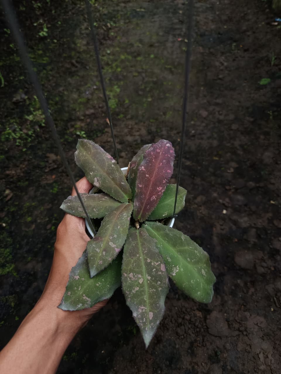Hoya Undulata ‘Red’ – Dramatic Undulating Hoya with Deep Red Foliage