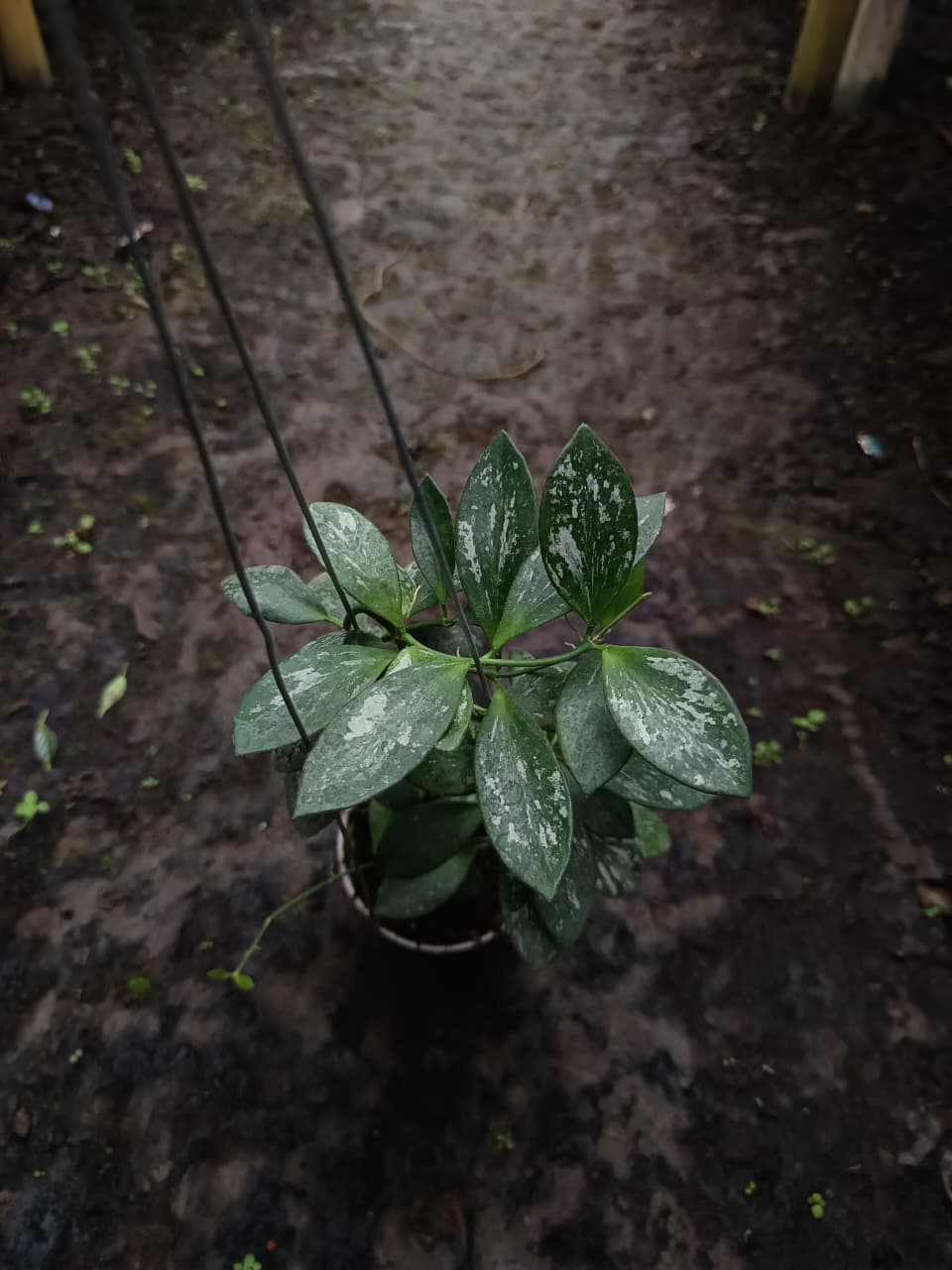 Hoya Collina ‘Splash’ – Rare Collina with Metallic Silver Speckled Foliage
