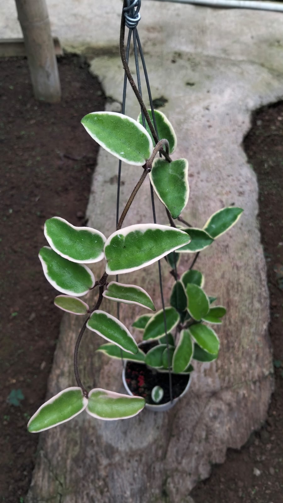 Hoya Carnosa ‘Purple Pride’ – Sun-Blushing Carnosa with Deep Purple Leaf Tones