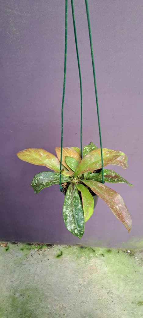 Hoya Buntokensis ‘Splash’ – Silver-Splashed Buntokensis with Bold Textured Leaves