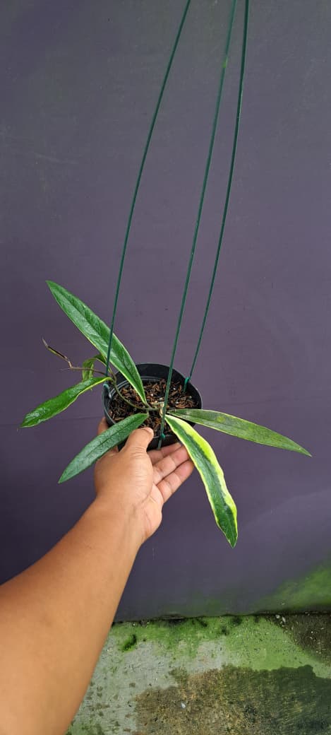 Hoya Sulawesiana ‘Albo Marginata’ – White-Edged Sulawesiana with Bold Tropical Foliage