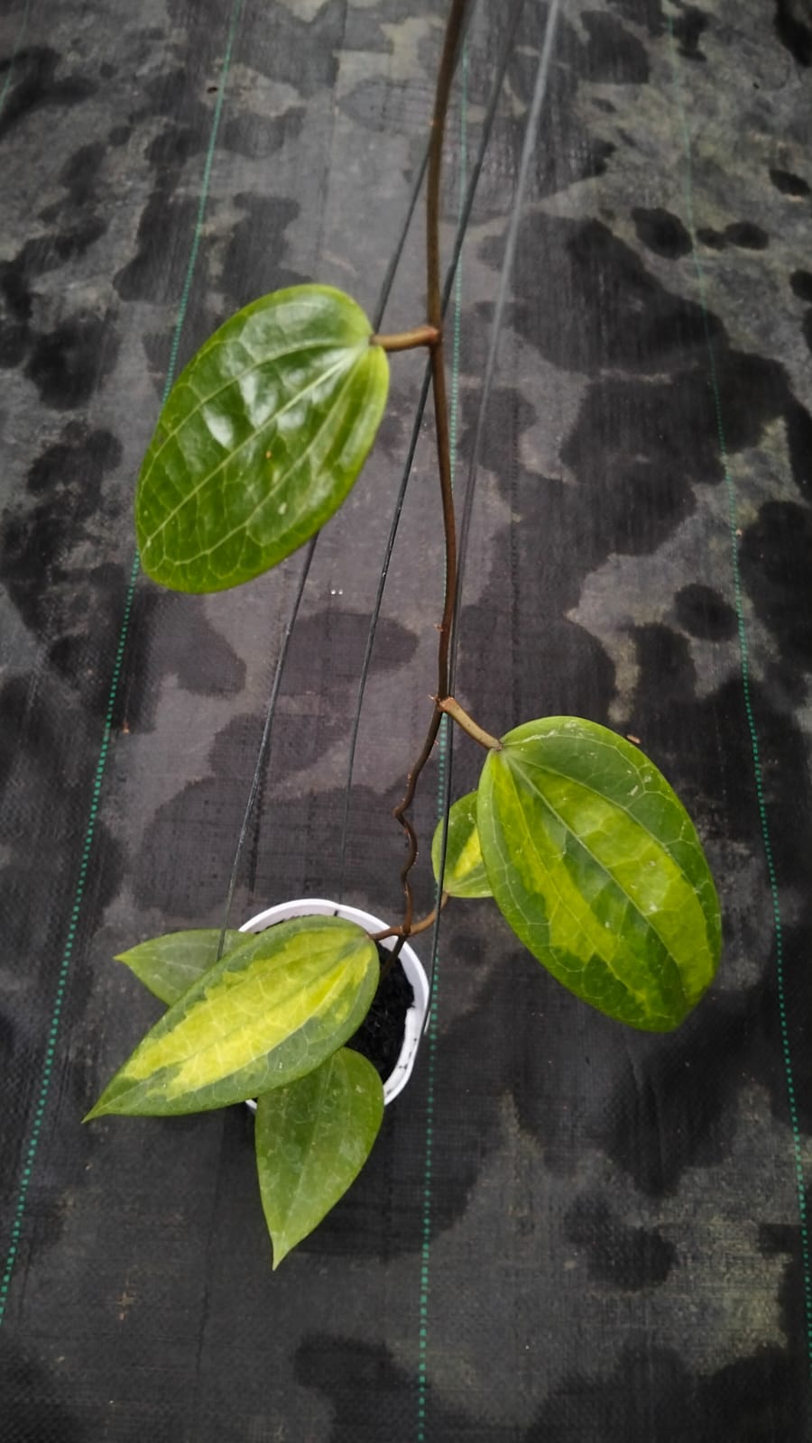 Hoya Glabra ‘Inner Variegated’ – Rare Variegated Glabra with Cream-Centered Leaves