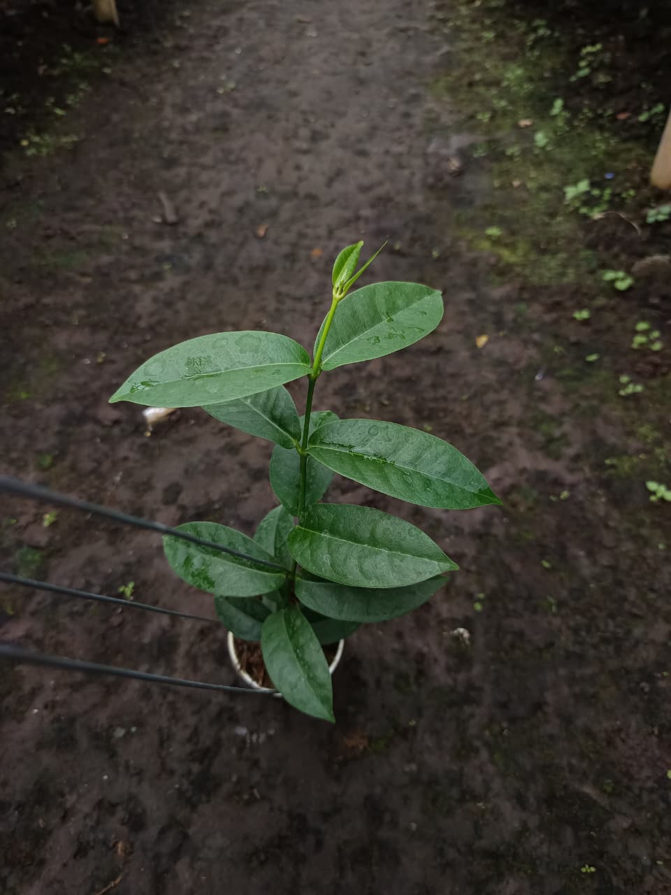 Hoya ‘Bruno Queen’ – Rare Variegated Hoya with Bold Cream and Green Foliage