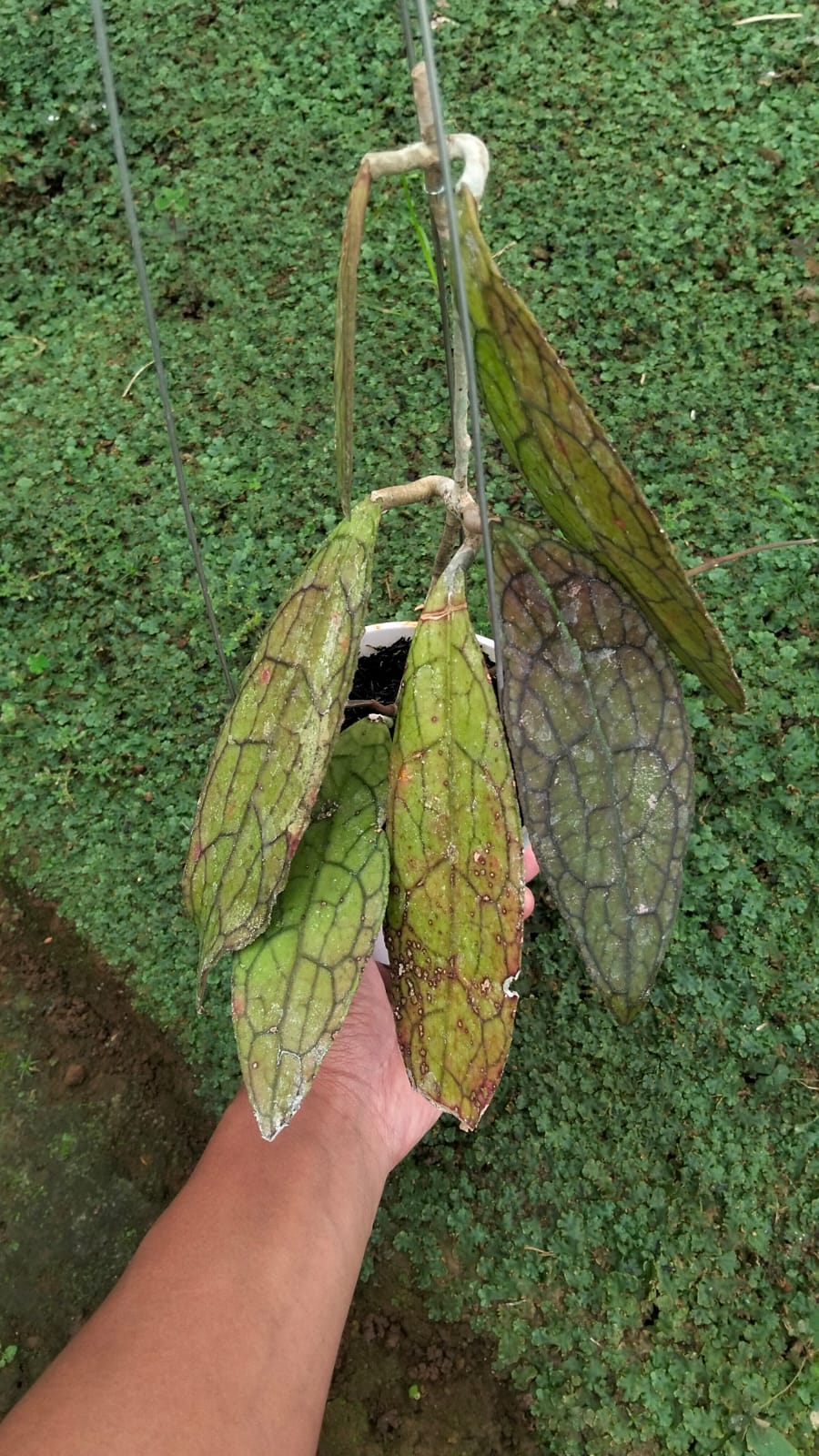 Hoya Clemensiorum sp. Aceh ‘Red Sun Stressed’ – Rare Red-Toned Clemensiorum