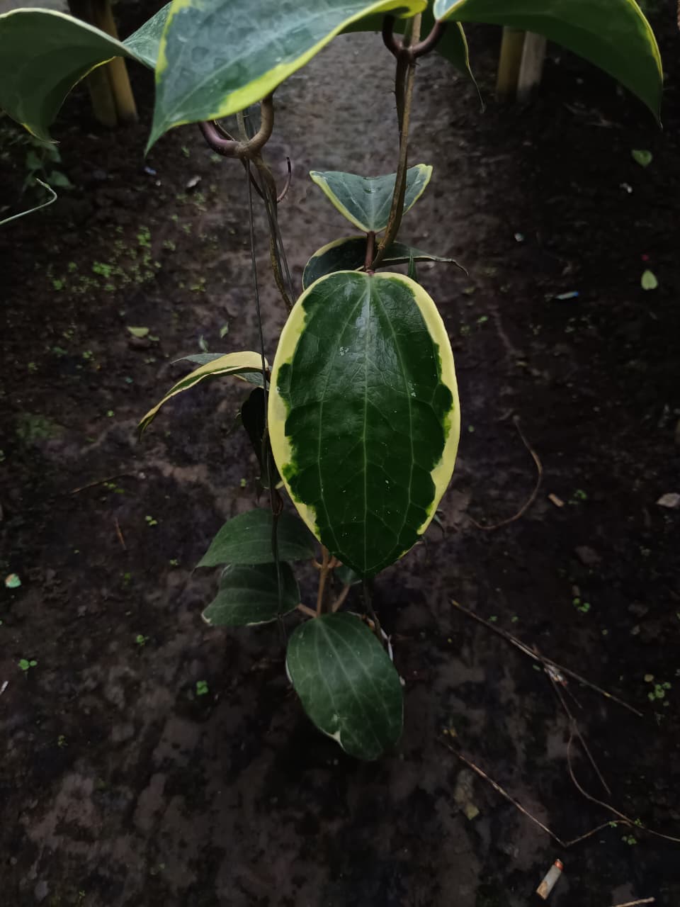 Hoya Latifolia ‘Albo’ sp. Jabar – Giant Variegated Latifolia from West Java
