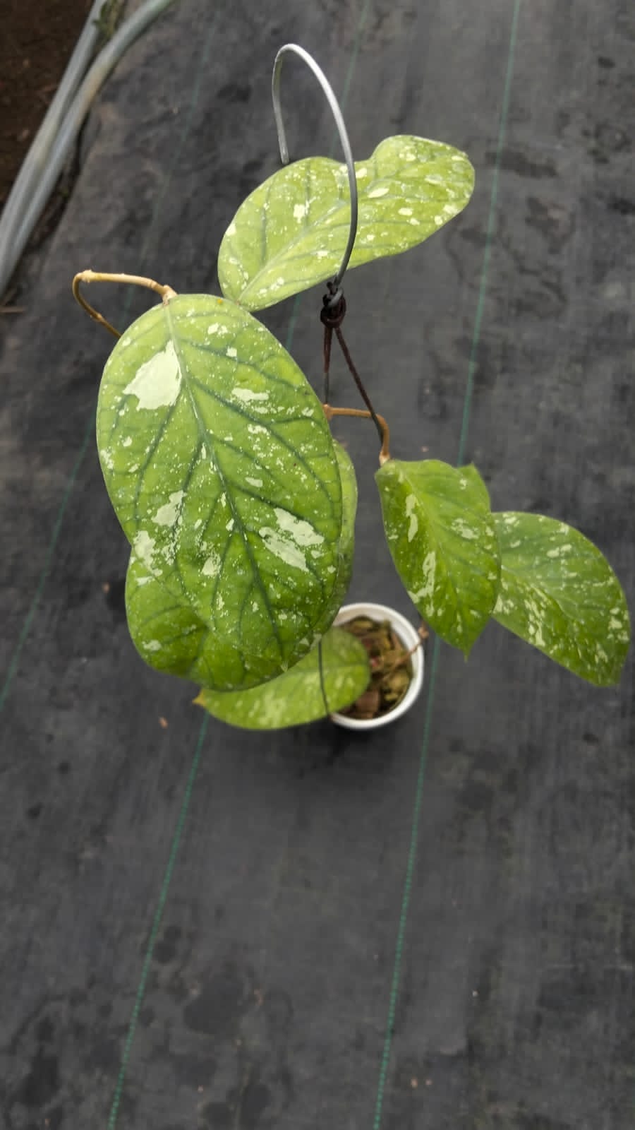Hoya sp. Aceh ‘Splash’ – Rare Aceh Hoya with Metallic Silver Pattern