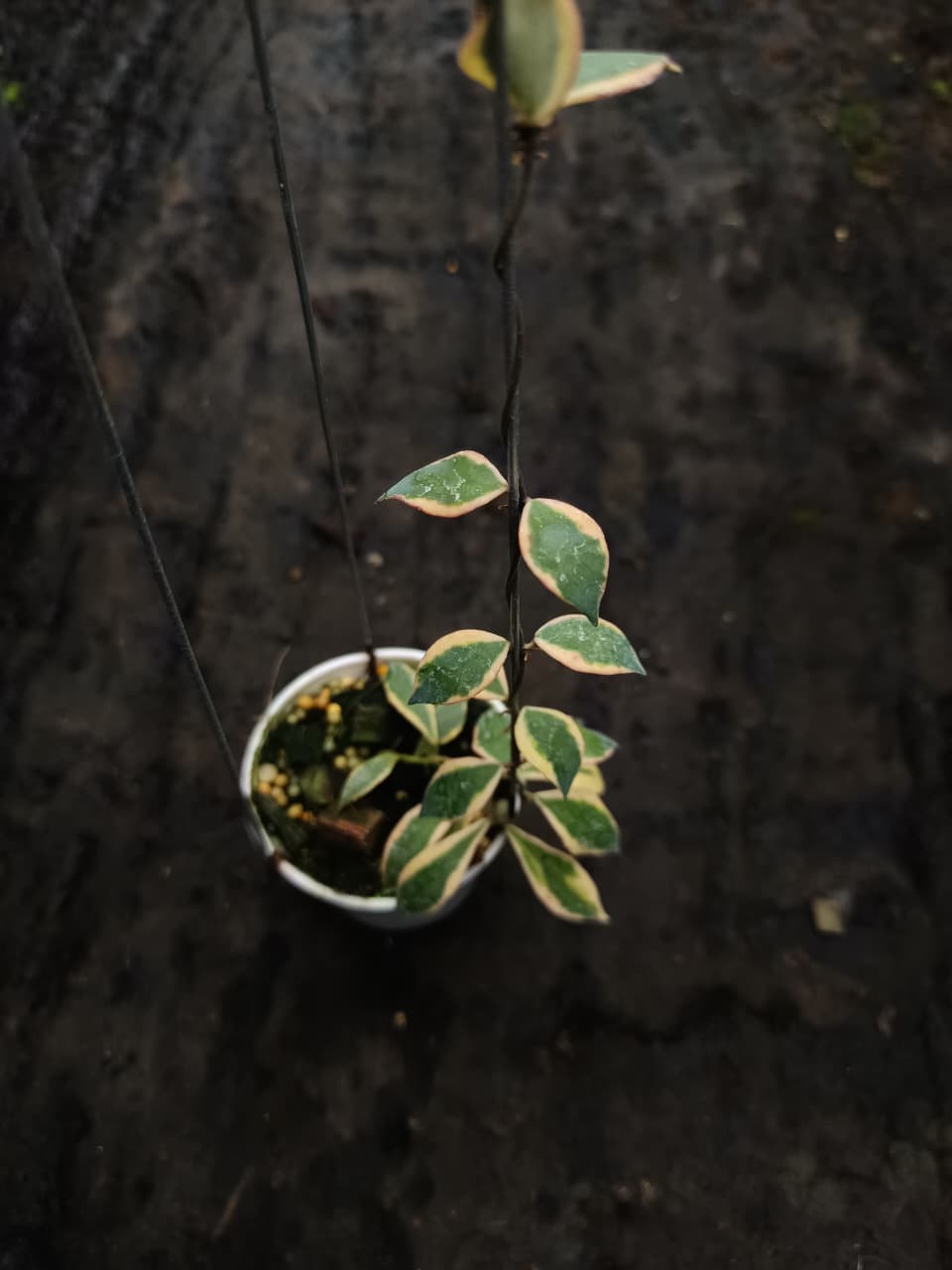 Hoya Bakoensis ‘Albo’ – Rare Variegated Bakoensis with Cream-White Patterning