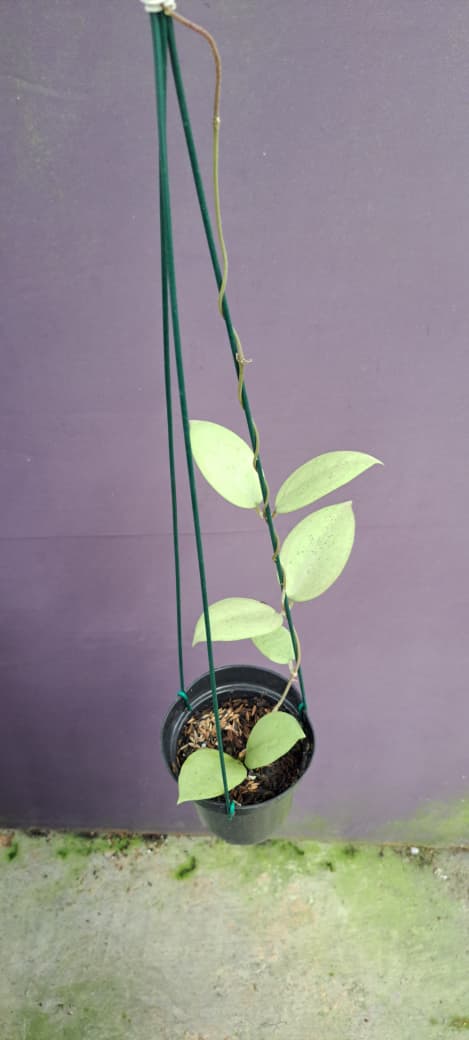 Hoya Menaksopal ‘Silver’ – Rare Hoya with Heavy Silver Splashing on Thick Leaves