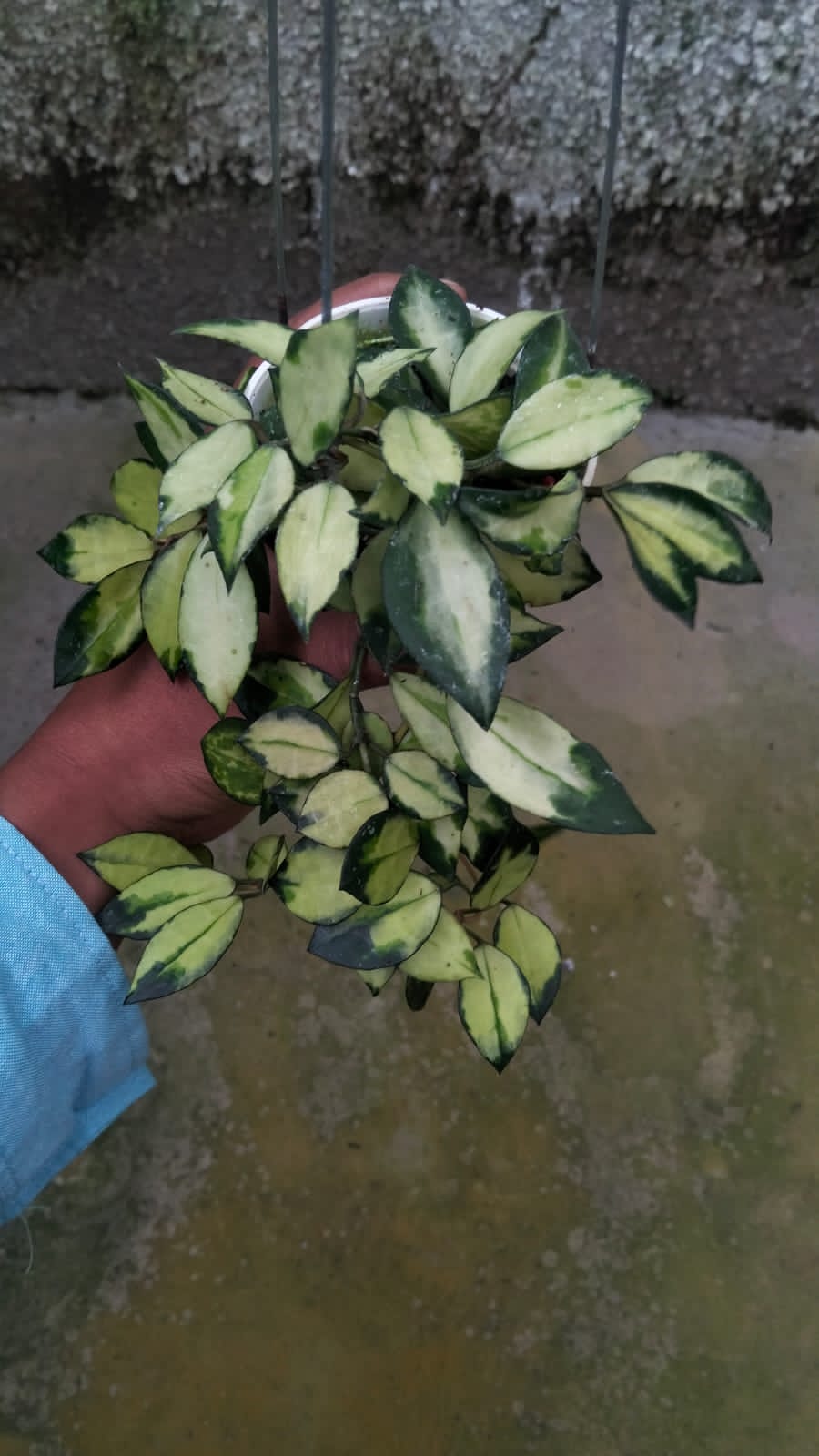 Hoya Lacunosa ‘Minara’ – Compact Lacunosa Clone with Charming Mini Leaves