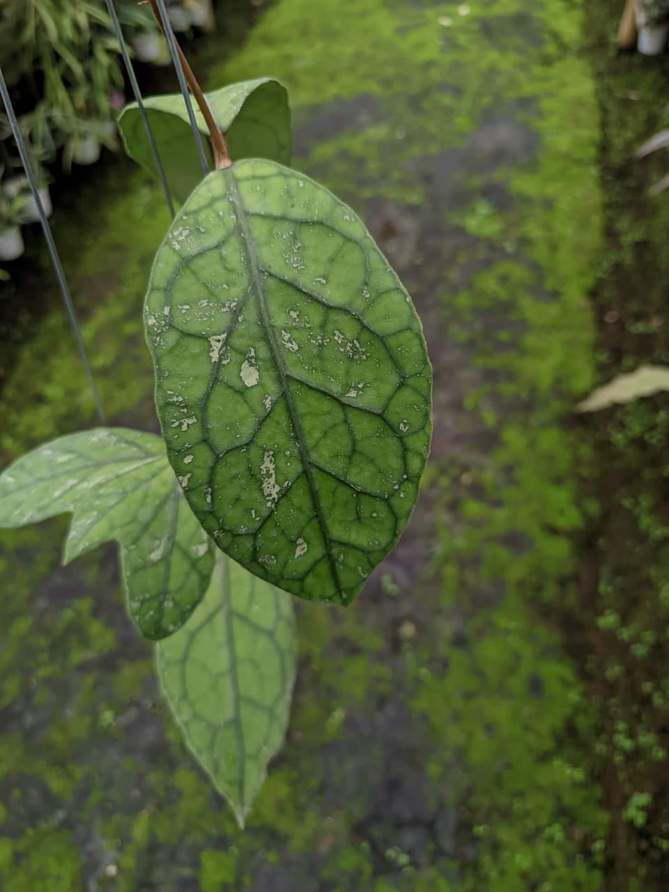 Hoya Clemensiorum sp. Tabalong – Rare Large-Leaf Veined Hoya from Borneo