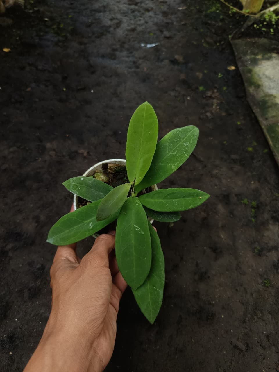 Hoya Fauziana ssp. fauziana – Rare Borneo Hoya with Elegant Tropical Foliage
