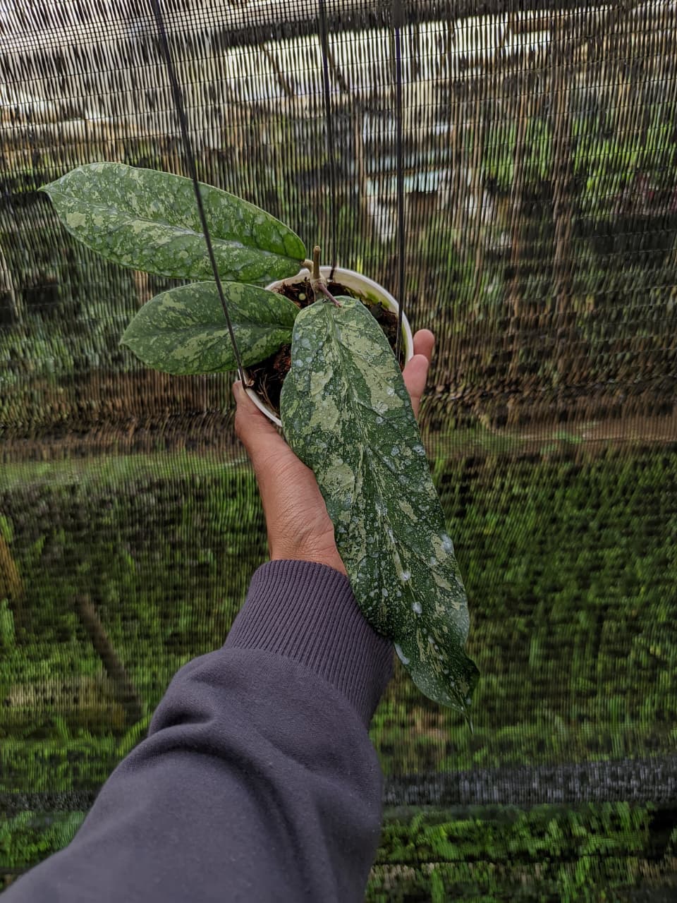 Hoya Meredithii sp. Aceh "High Splash” – Rare Splash-Pattern Hoya from Aceh