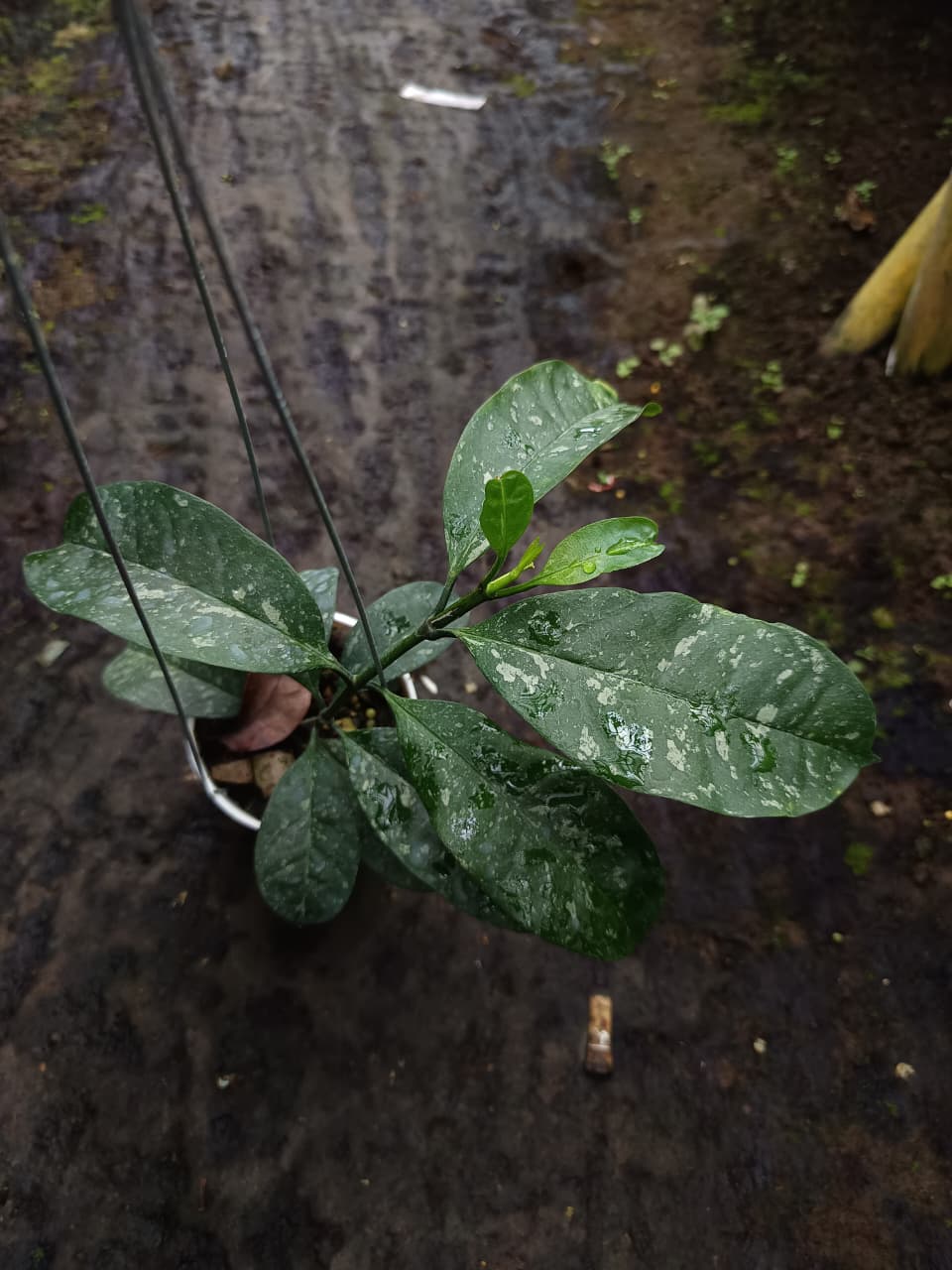 Hoya Occultata ‘Splash’ – Rare Occultata with Metallic Silver-Speckled Foliage
