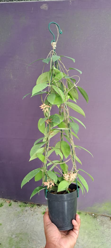 Hoya Polypus – Rare Hoya with Beautiful Pink Flowers and Distinct Leaf Shape