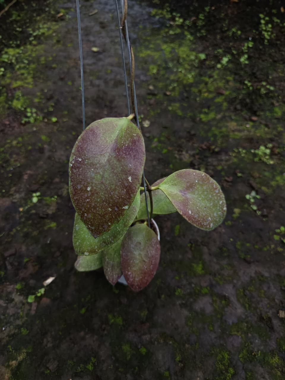 Hoya Bencaii ‘Red’ – Rare Bencaii with Deep Red Sun-Stressed Foliage