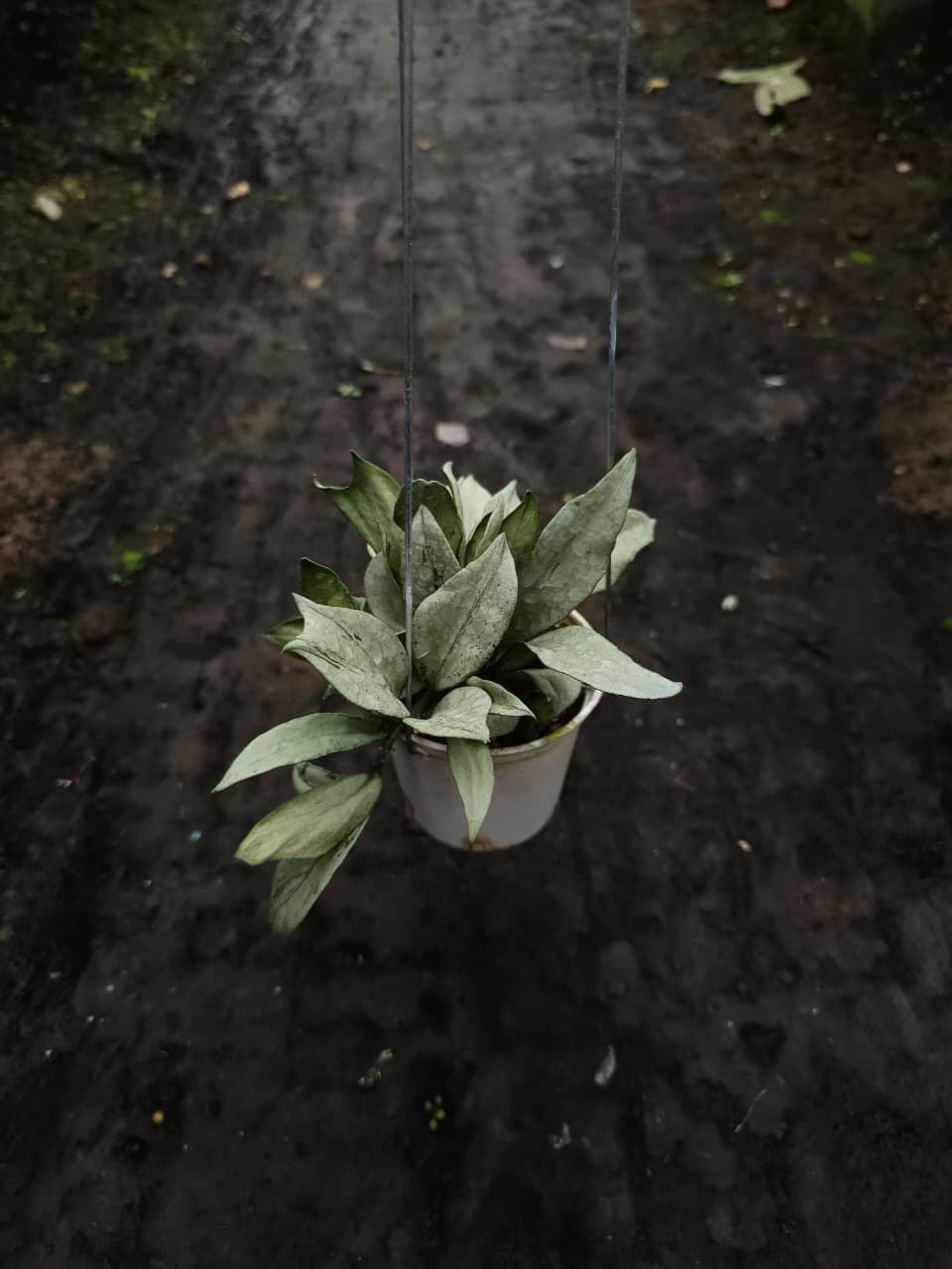 Hoya Lacunosa ‘Curly’ – Compact Lacunosa with Unique Twisted Leaves