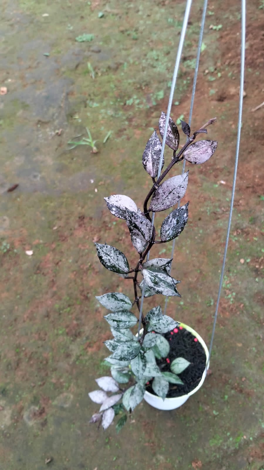 Hoya Lacunosa ‘Violet’ – Rare Lacunosa with Purple-Toned Foliage