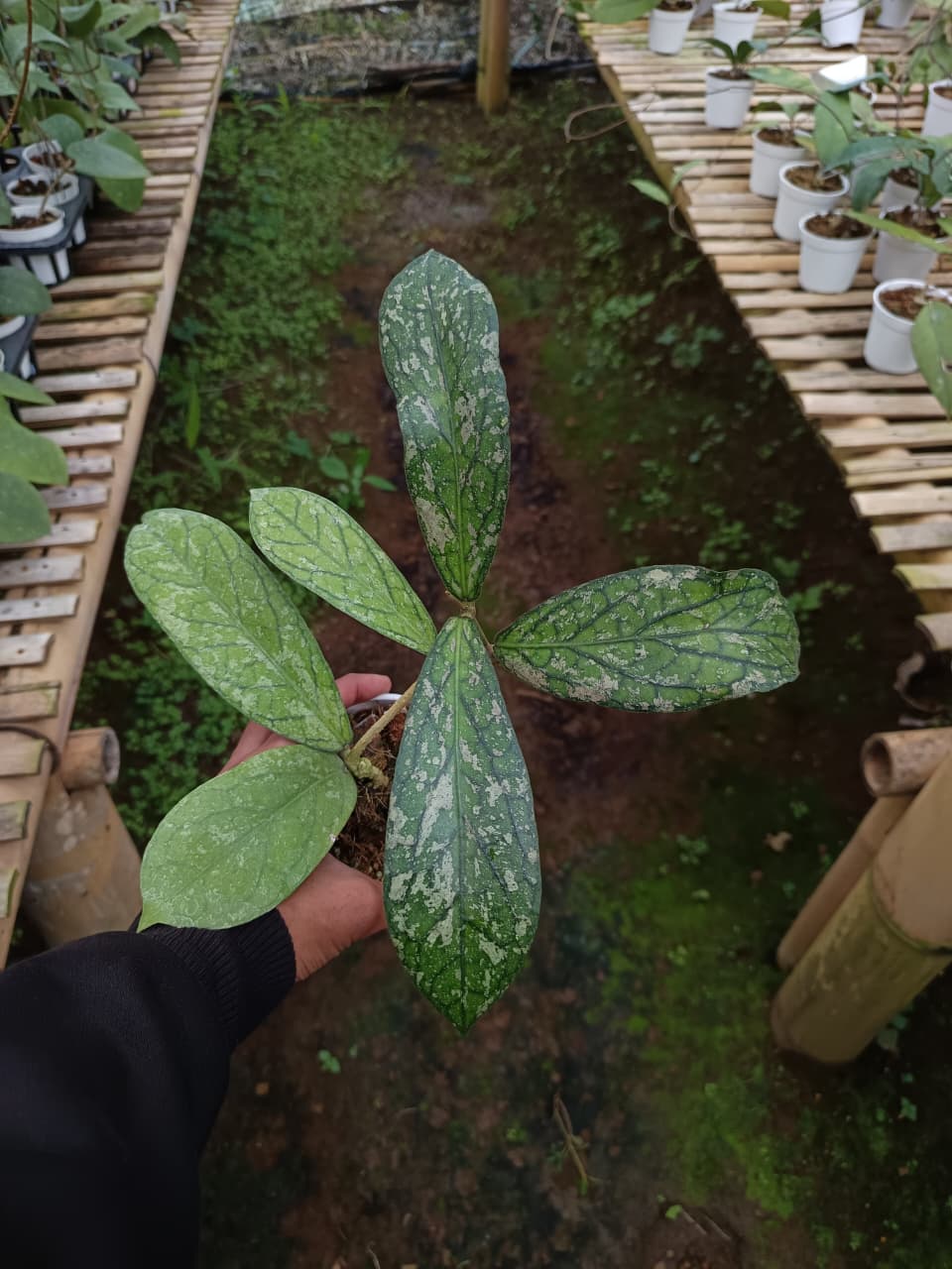 Hoya sp. Tanggamus ‘Waymaja’ – Rare Sumatra Locality Hoya with Bold Foliage