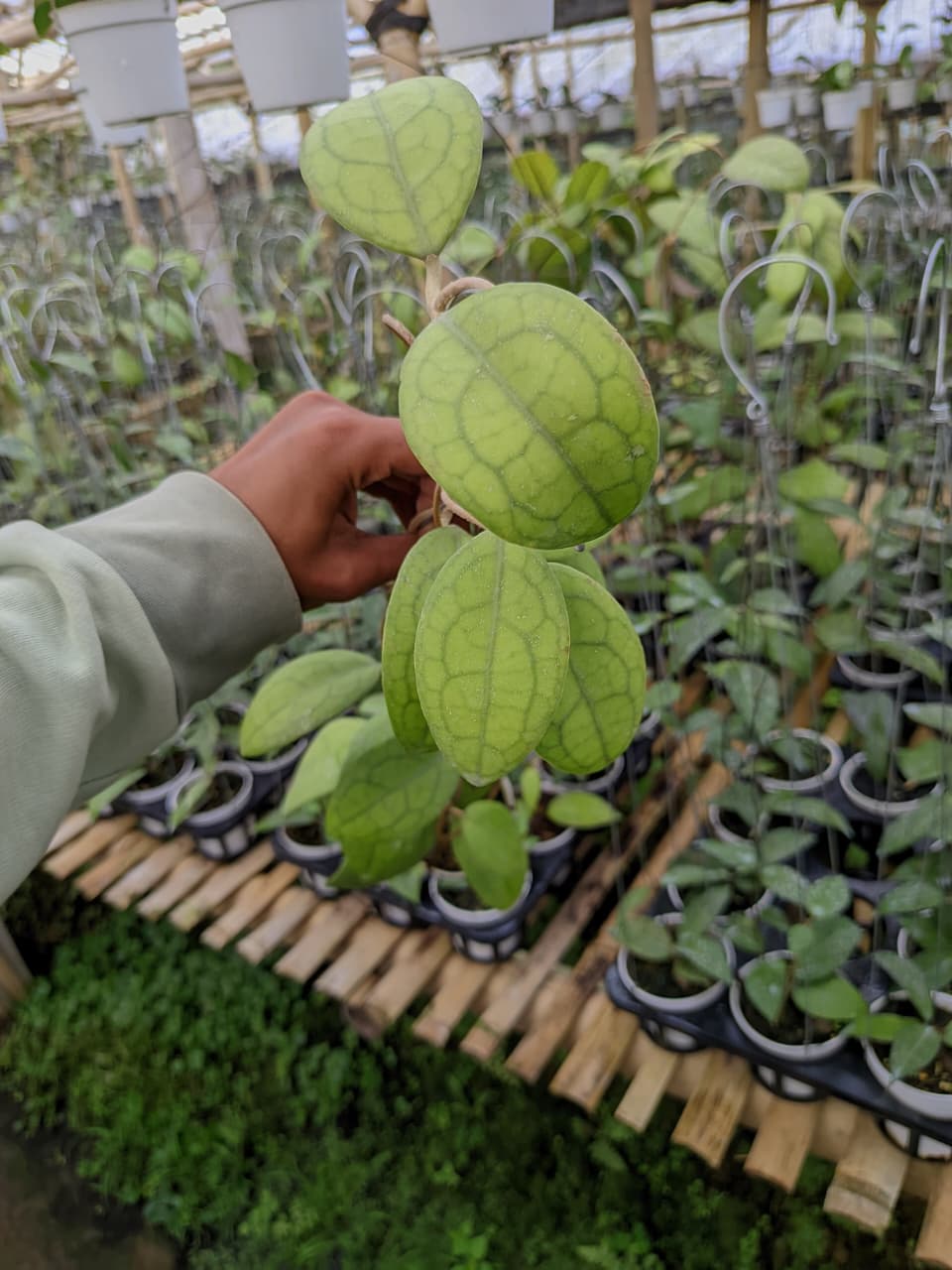 Hoya Vitellina sp. Cianjur – Rare Indonesian Hoya with Bold Foliage