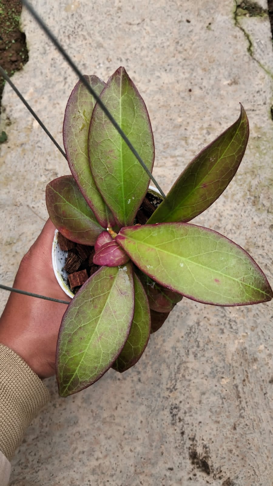 Hoya Buntokensis ‘Red Sun-Stressed’ – Color-Changing Buntokensis with Deep Red Bronze Leaves