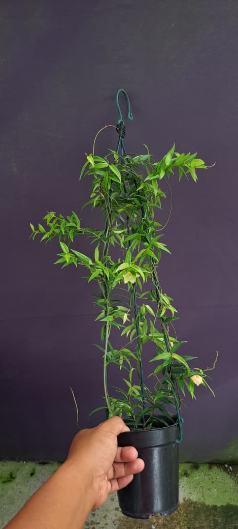 Hoya Oligantha – Rare Compact Hoya with Thick Textured Leaves