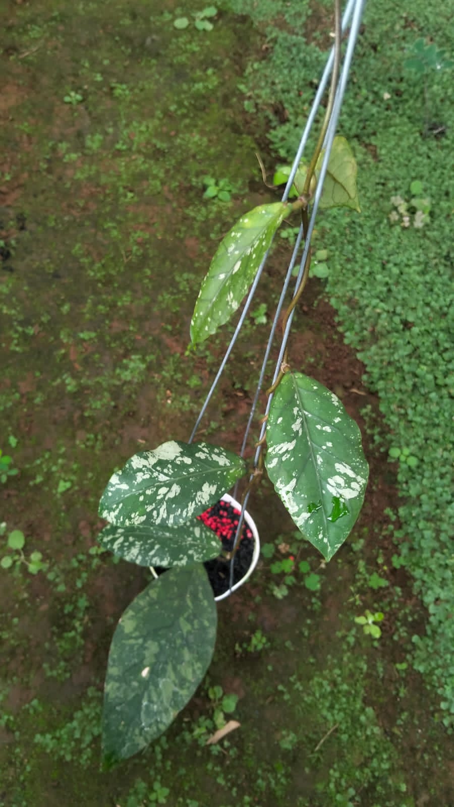 Hoya sp. Aceh ‘Exotica’ – Rare Aceh Locality Hoya with Exotic Collector Foliage