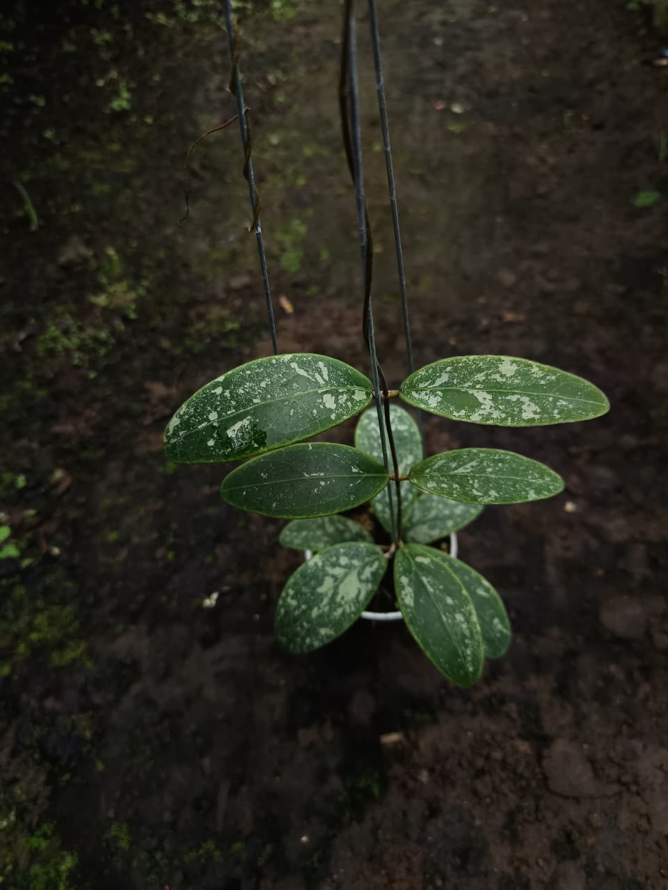 Hoya Rintzii ‘Borneo High Splash’ – Rare Rintzii with Heavy Silver Marbling