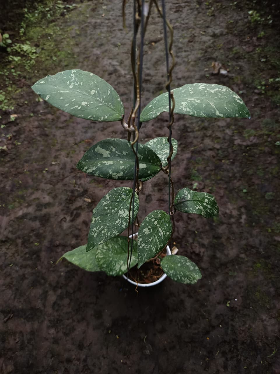 Hoya sp. Aceh ‘Bara’ – Rare Aceh Locality Hoya with Fiery Sun-Stressed Foliage