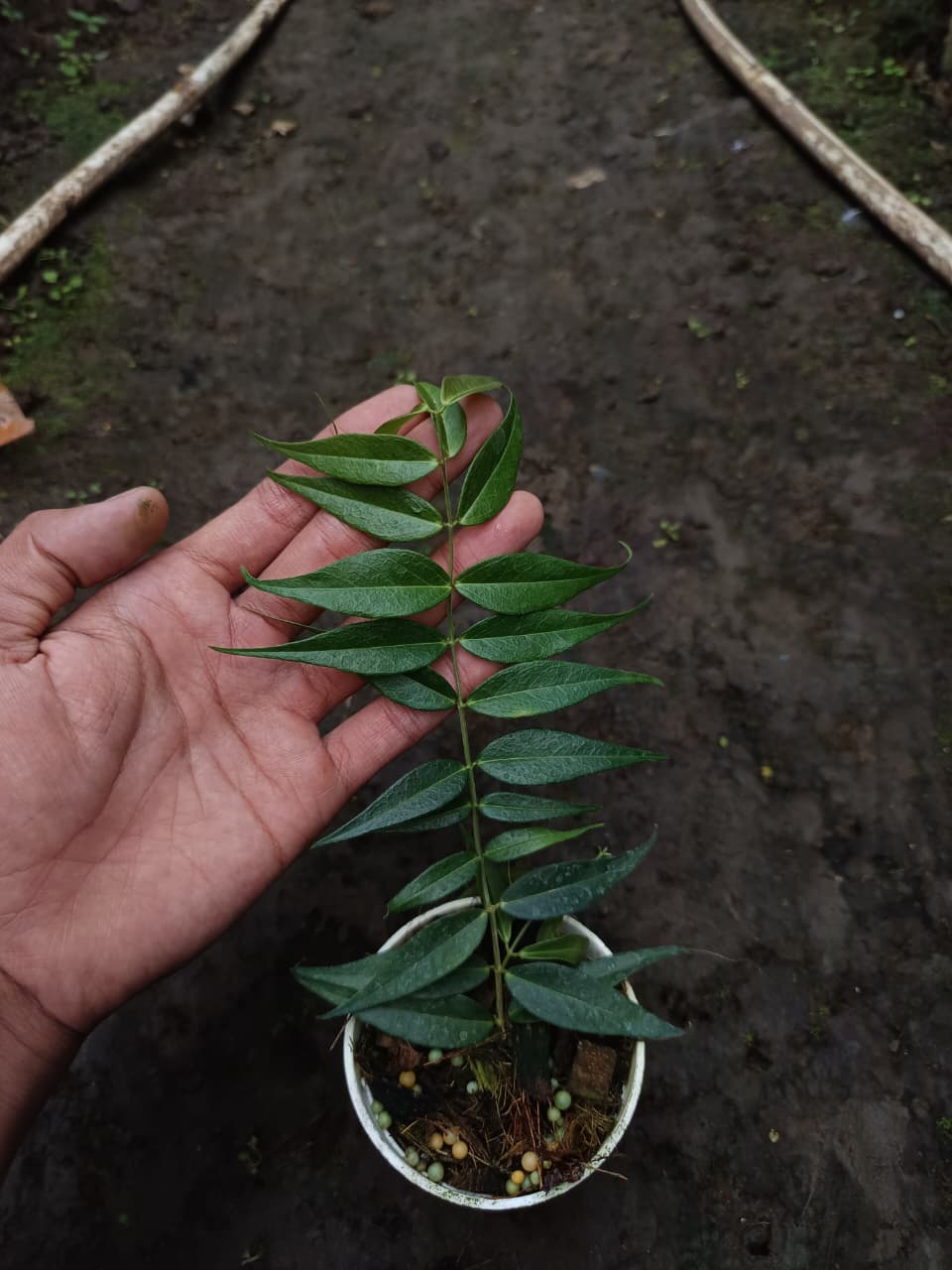 Hoya Leucantha – Rare Compact Hoya with Thick Leaves and Elegant Blooms