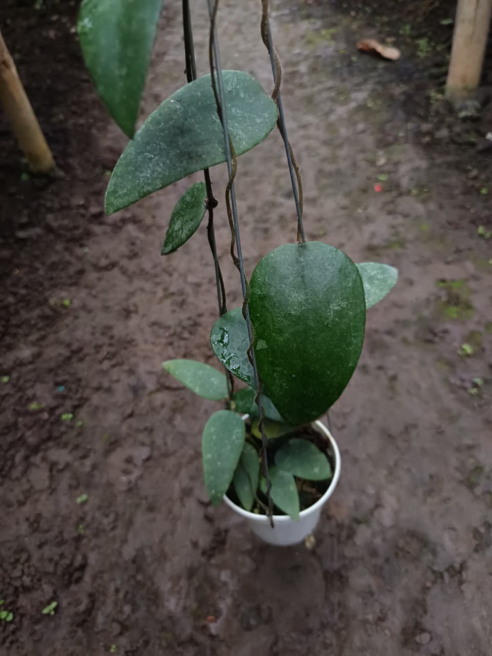 Hoya Twotuensis – Rare Papua Hoya with Thick Glossy Tropical Foliage
