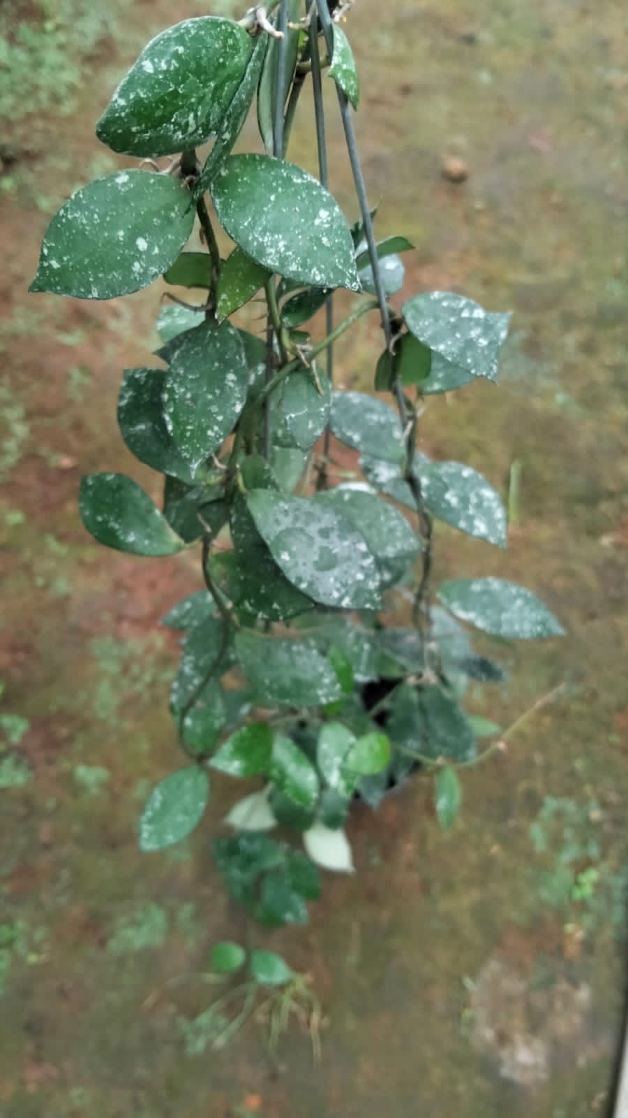 Hoya Lacunosa ‘Gayo Lues’ – Rare Aceh Lacunosa with Compact Growth and Fragrant Blooms