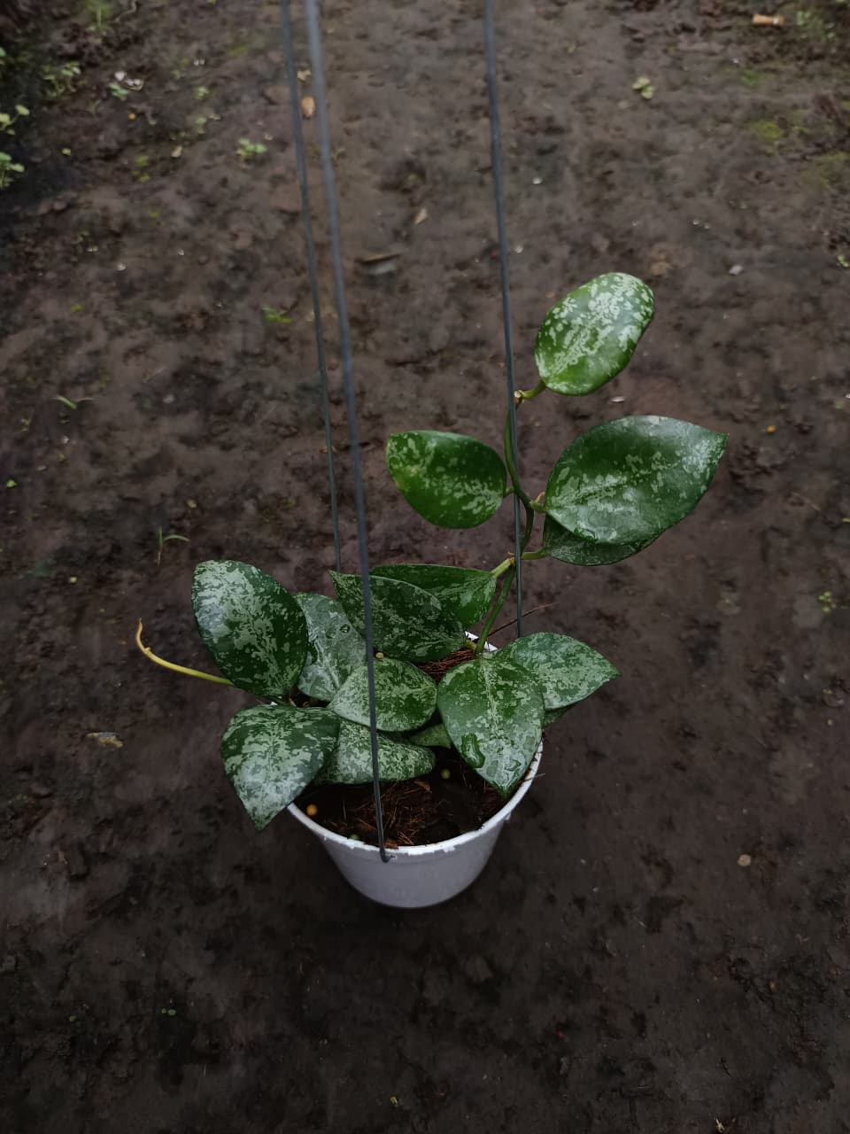 Hoya Lacunosa ‘Sweet Love’ – Fragrant Miniature Hoya with Dense Trailing Growth