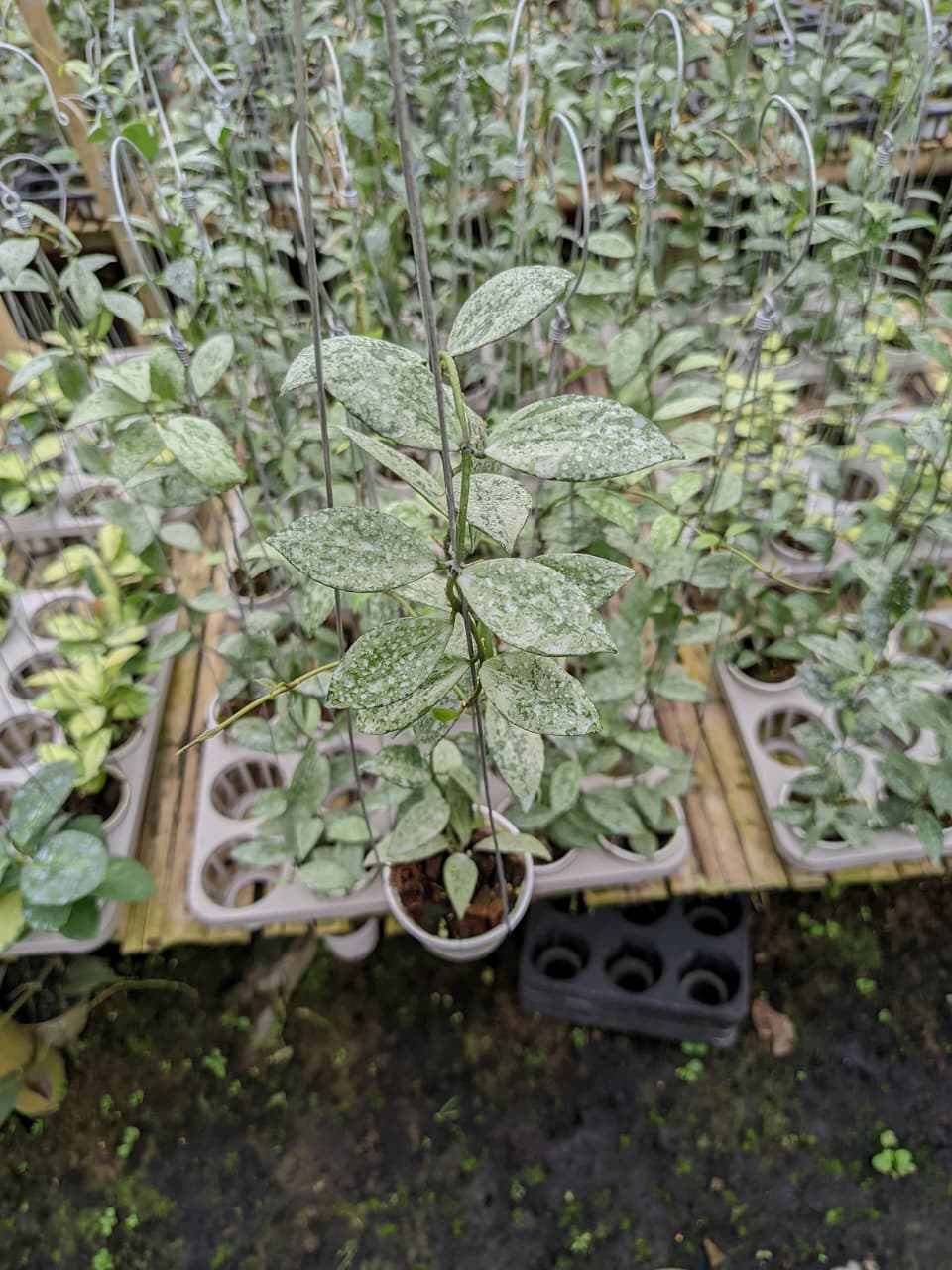 Hoya Lacunosa ‘Silver Lime’ – Mini Hoya with Silver and Lime-Toned Leaves