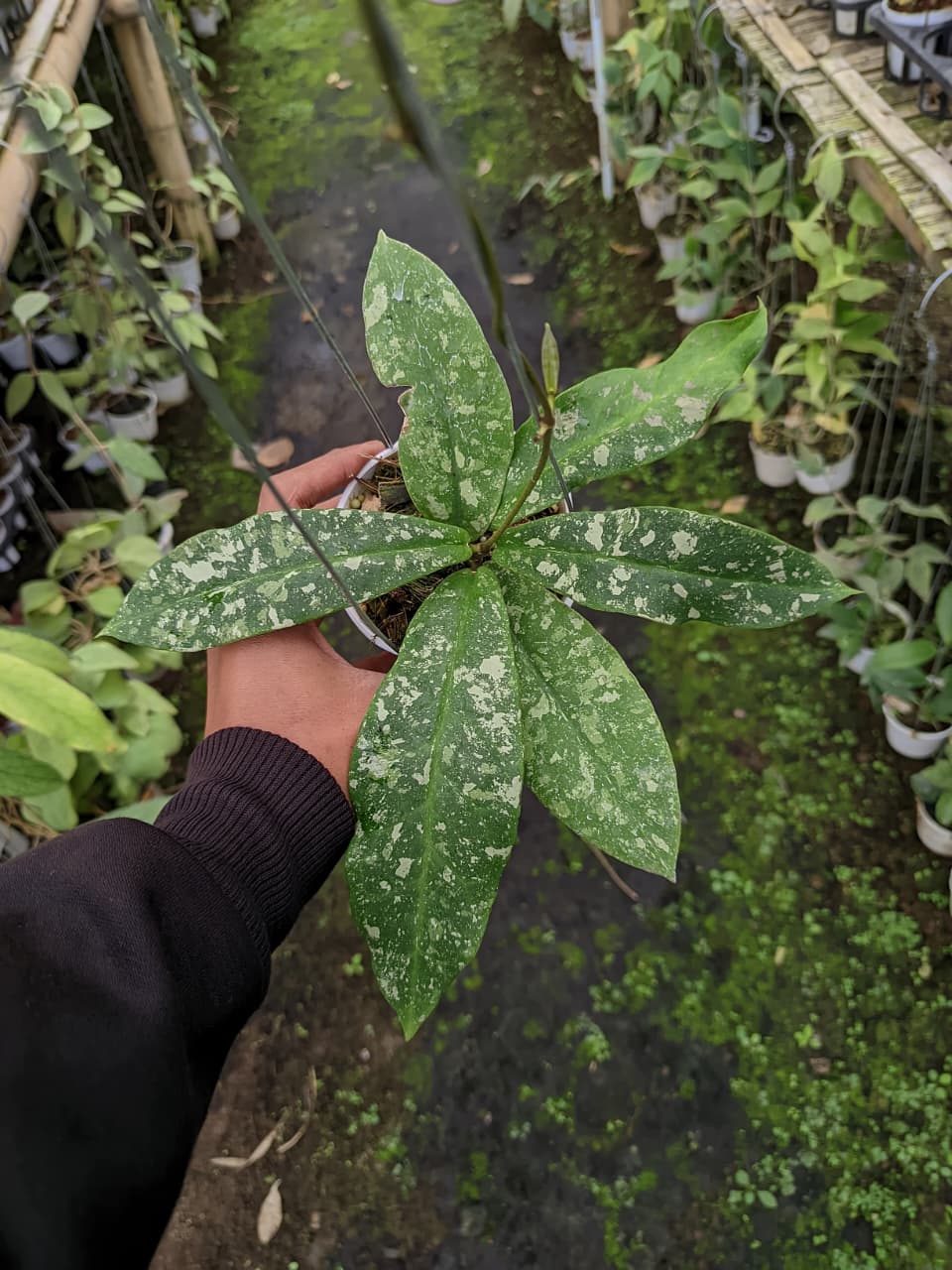 Hoya Mitrata ‘Marble’ – Rare Marble-Variegated Hoya