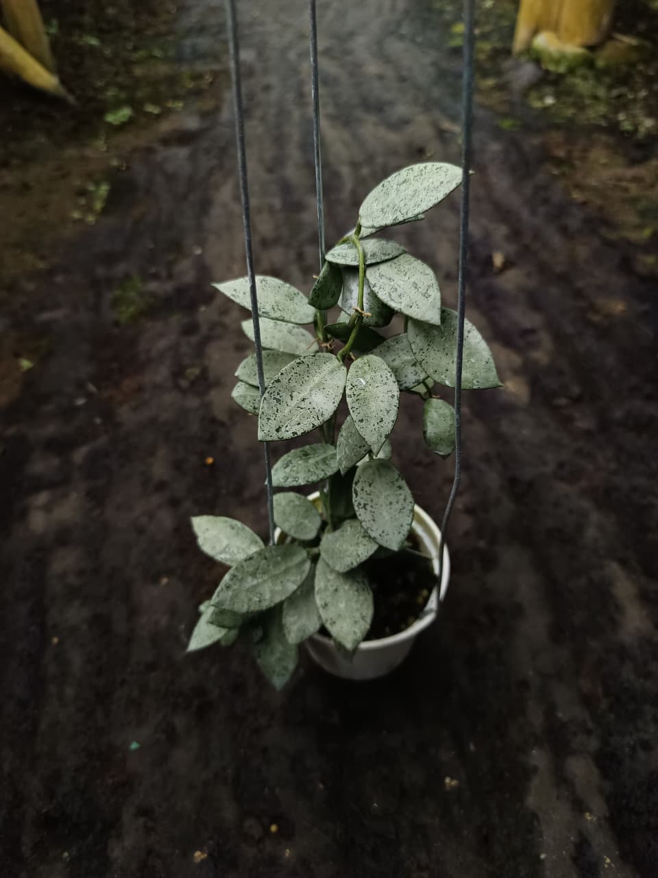 Hoya Lacunosa ‘Moonlight’ – Silvery Lacunosa with Compact Trailing Growth