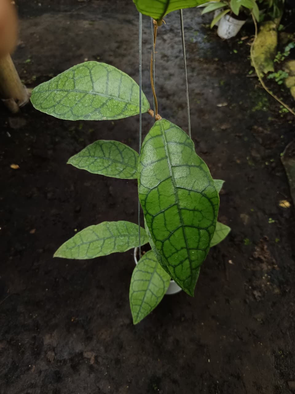 Hoya Callistophylla ‘King’ – Giant Callistophylla with Massive Bold-Veined Leaves