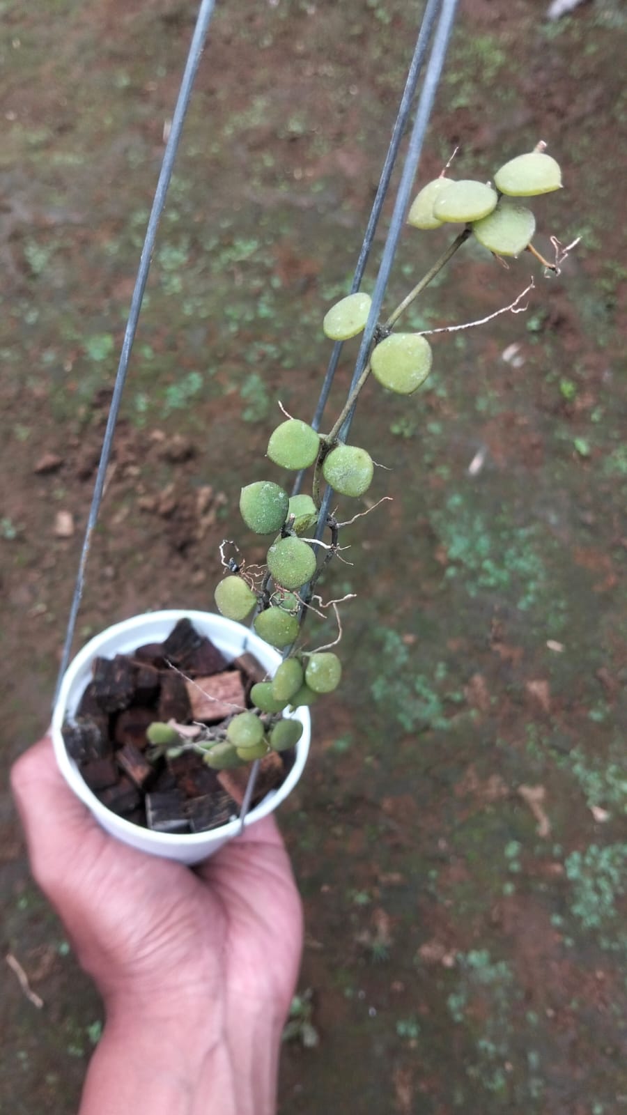 Hoya Boycei – Elegant Narrow-Leaf Hoya with Graceful Trailing Vines