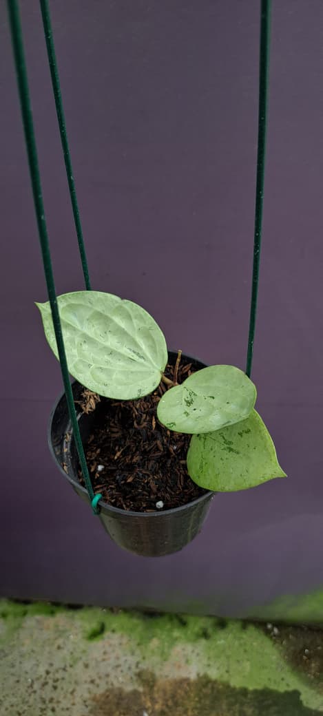 Hoya Glabra ‘Silver’ – Glossy Hoya with Heavy Metallic Silver Foliage