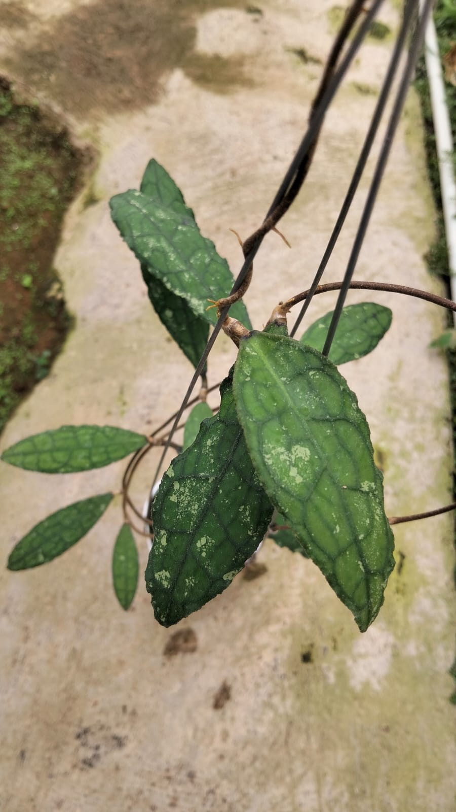 Hoya Clemensiorum sp. Aceh ‘Splash’ – Aceh Giant Hoya with Silver-Dusted Veined Leaves